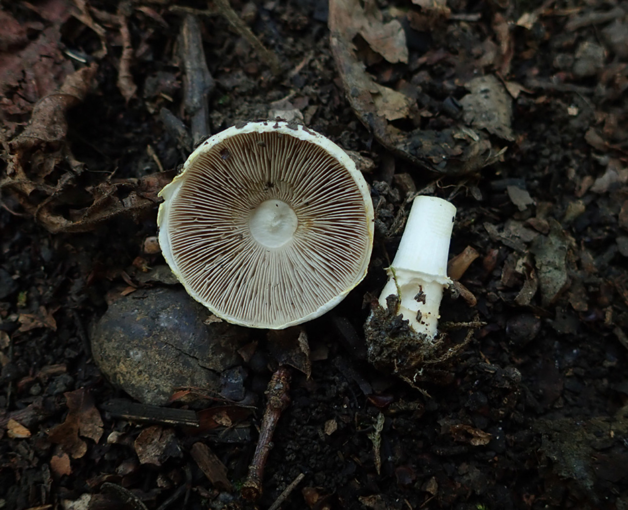 Photo © Penny Cullington Agaricus dulcidulus by Penny Cullington
